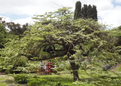 Carrick Hill grounds 3