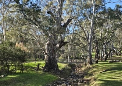 Morialta Recreation Park - 4