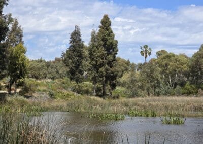 Oaklands Wetlands 04
