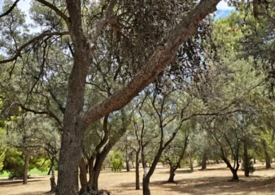 2026-01-09 Light's Statue 08 - golf course